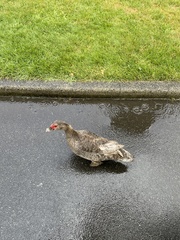 Cairina moschata domestica