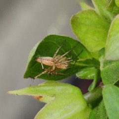 Oxyopes javanus
