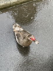 Cairina moschata domestica