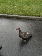 Cairina moschata domestica