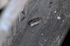 Nauphoeta cinerea