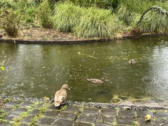 Anas superciliosa × platyrhynchos