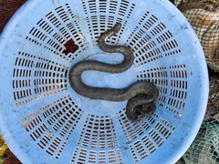 Acrochordus granulatus