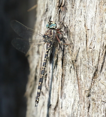Austroaeschna parvistigma