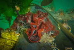 Watersipora subtorquata