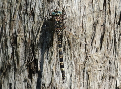 Austroaeschna parvistigma