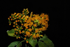 Sinclairia glabra