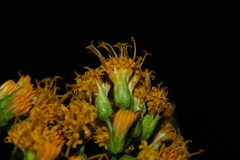 Sinclairia glabra