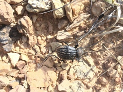 Philolithus sordidus