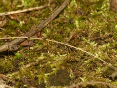 Brachythecium laetum