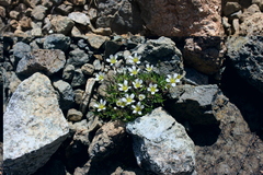 Cherleria marcescens