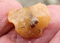 Doriopsilla carneola