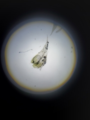 Brachythecium laetum