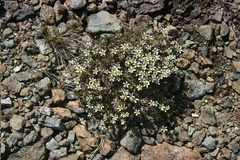 Cherleria marcescens
