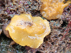 Doriopsilla carneola