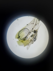 Brachythecium laetum