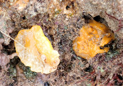 Doriopsilla carneola