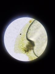 Brachythecium laetum