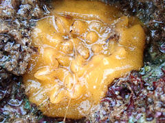 Doriopsilla carneola