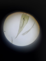 Brachythecium laetum