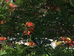 Caesalpinia pulcherrima