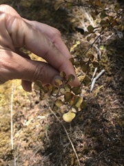 Coprosma spathulata spathulata