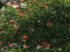 Caesalpinia pulcherrima