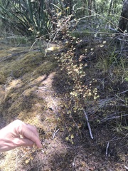 Coprosma spathulata spathulata