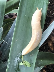 Polytoxon robustum