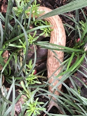 Polytoxon robustum