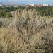 Artemisia tridentata - Photo (c) Matt Lavin,  זכויות יוצרים חלקיות (CC BY-SA)