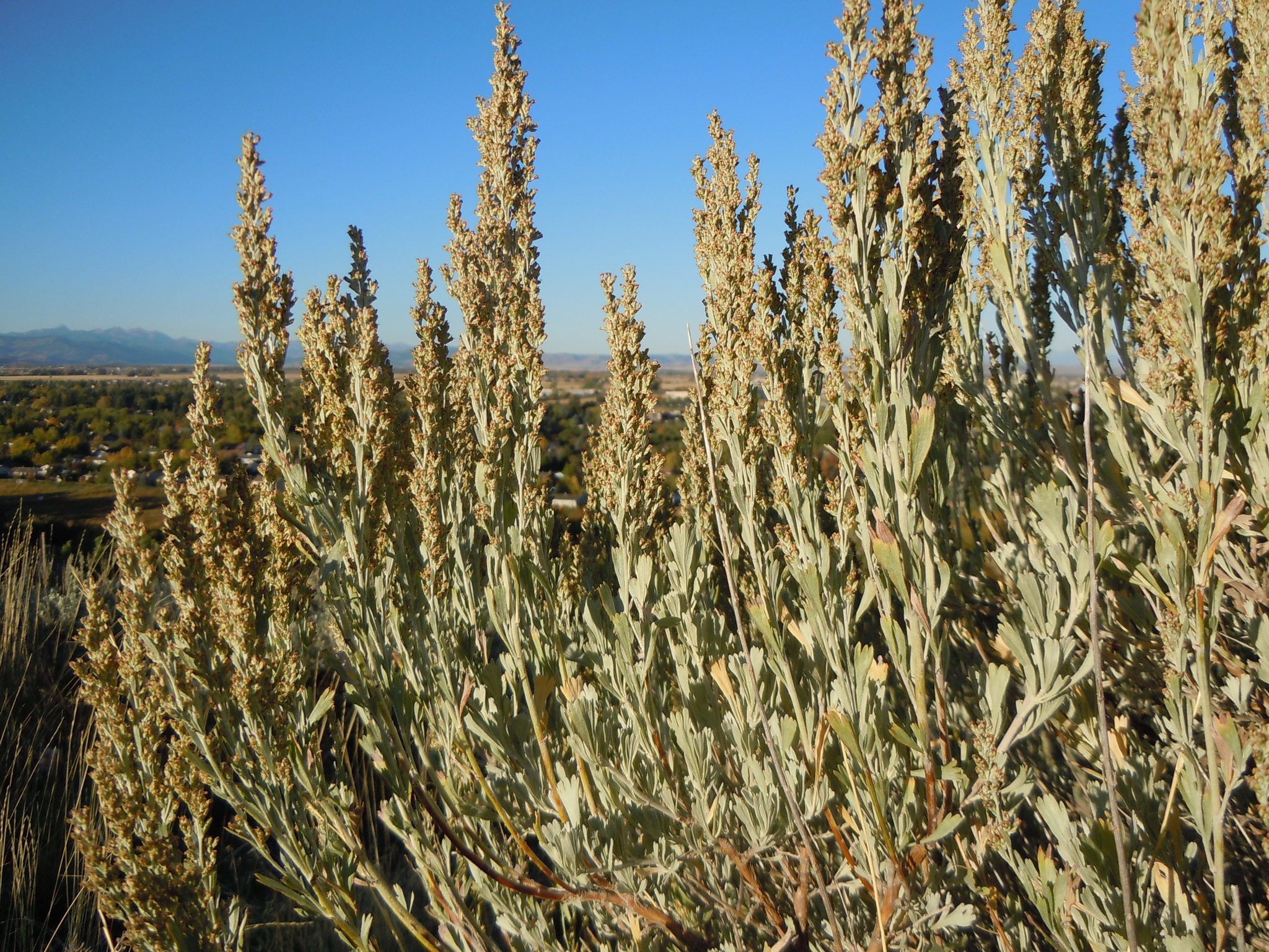 Artemisia tridentata ssp. vaseyana