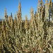 Artemisia tridentata vaseyana - Photo (c) Matt Lavin, algunos derechos reservados (CC BY-SA)
