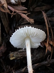 Cystolepiota seminuda