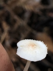 Cystolepiota seminuda