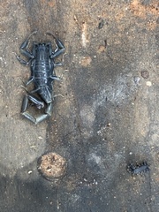 Uroplectes flavoviridis