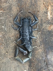 Uroplectes flavoviridis
