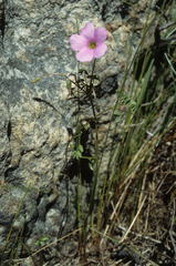 Oxalis bifida