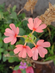 Crossandra nilotica