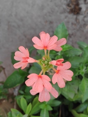 Crossandra nilotica