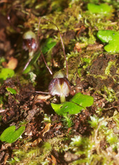 Corybas vitreus