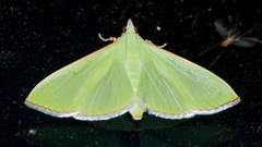 Parotis prasinophila