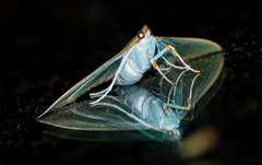 Parotis prasinophila