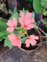 Crossandra nilotica