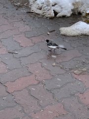 Motacilla alba lugens