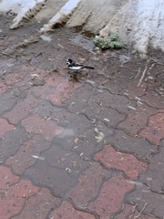 Motacilla alba lugens