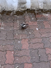 Motacilla alba lugens