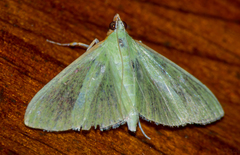 Parotis prasinophila
