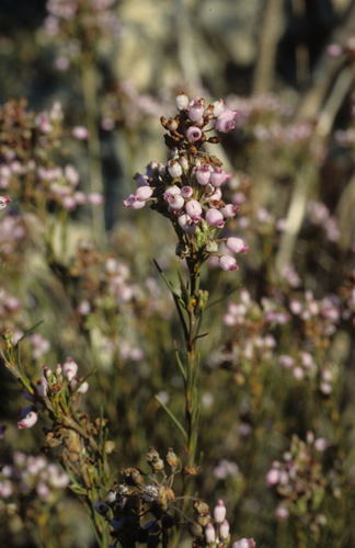 Image of Erica inflata by (c) Tom Lloyd Evans, some rights reserved (CC BY-SA)
