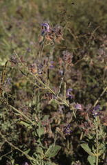 Salvia albicaulis